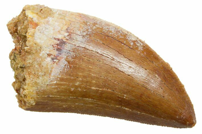 Serrated, Carcharodontosaurus Tooth - Real Dinosaur Tooth #351654